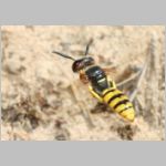 Philanthus triangulum - Bienenwolf w36 im Nestanflug.jpg
